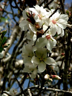 Almond blossoms. Photo: KKL-JNF Photo Archive


